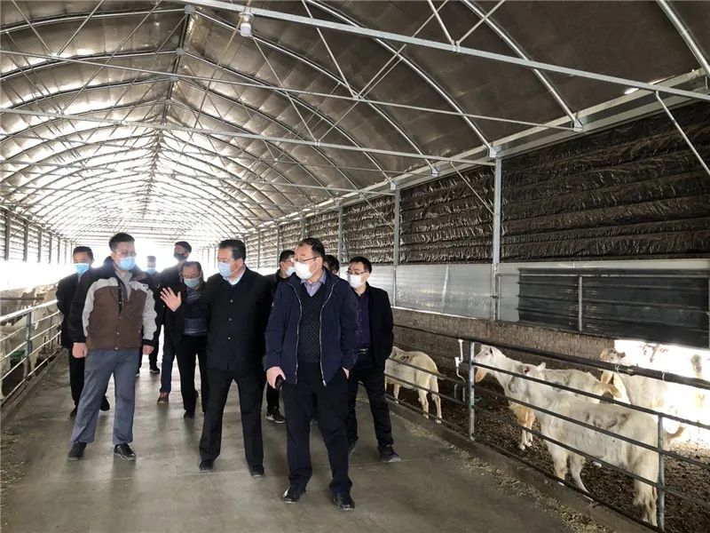（调研组实地查看SBOBET利记进口种公羊）